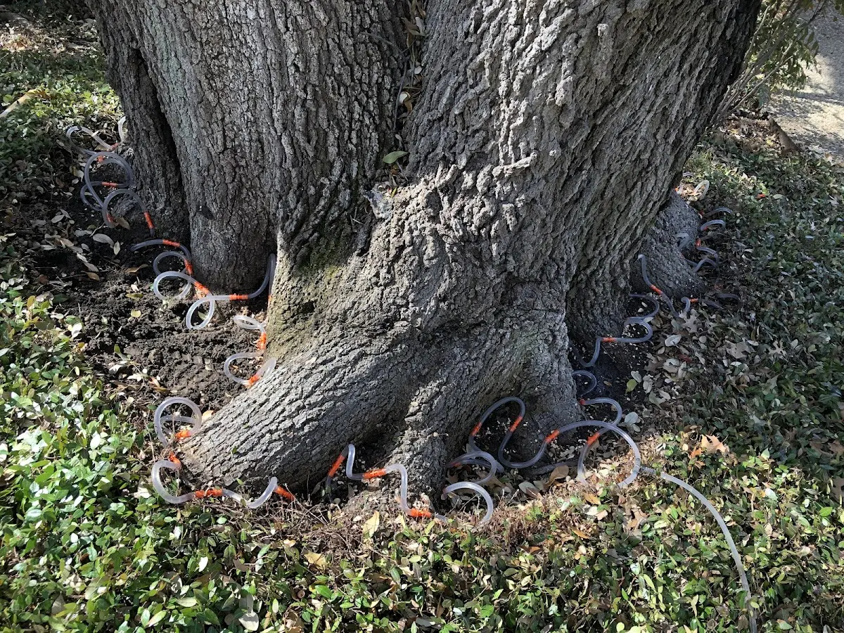 Detailed Shrub and Hedge Trimming job site in Bryant