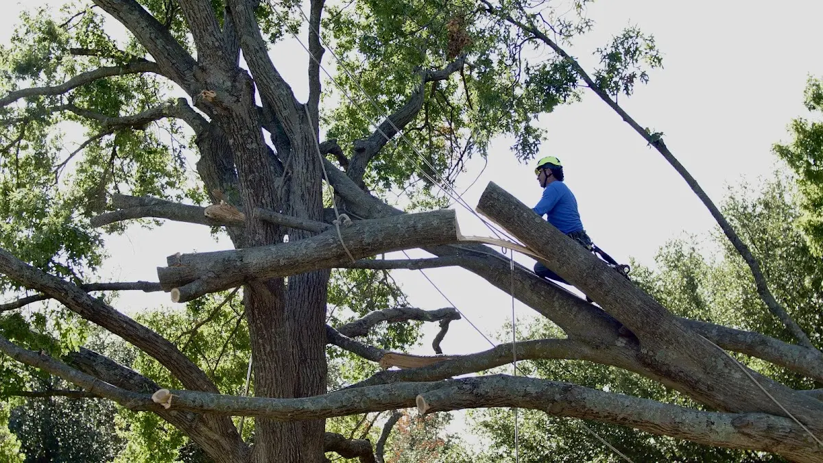Professional Hazardous Tree Removal performed by certified arborists in Bryant