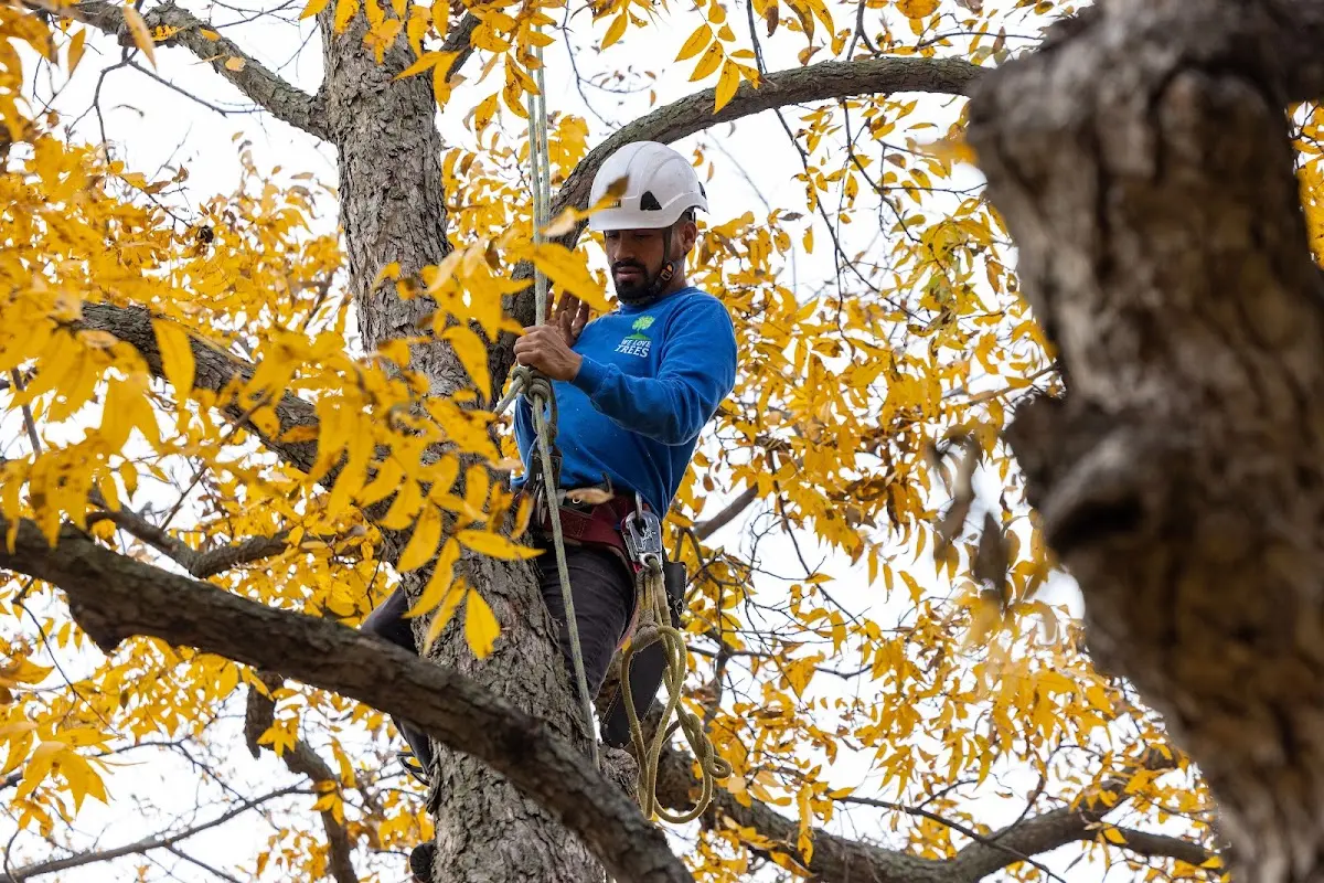 Skilled Tree Planting crew working in Bryant